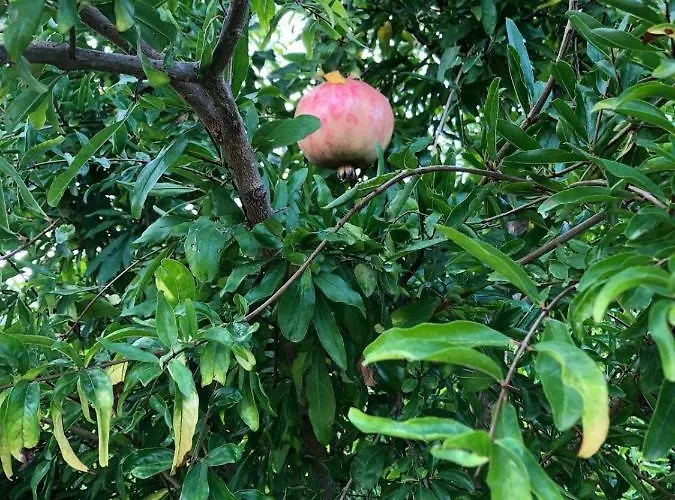 Casa Lusentum فيلة *